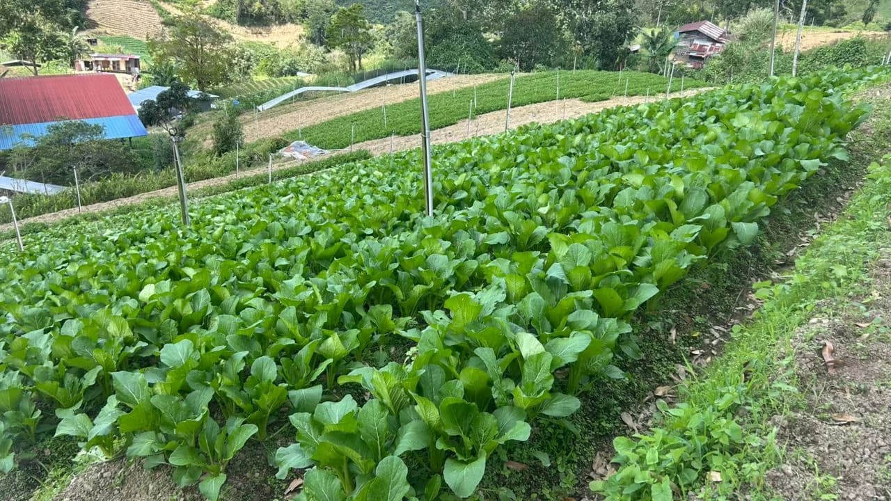 AIN GARDEN HOUSE agriculture & garden activities in Malaysia