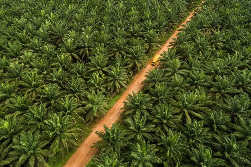AIN GALLERY SDN BHD plantation activities in Malaysia