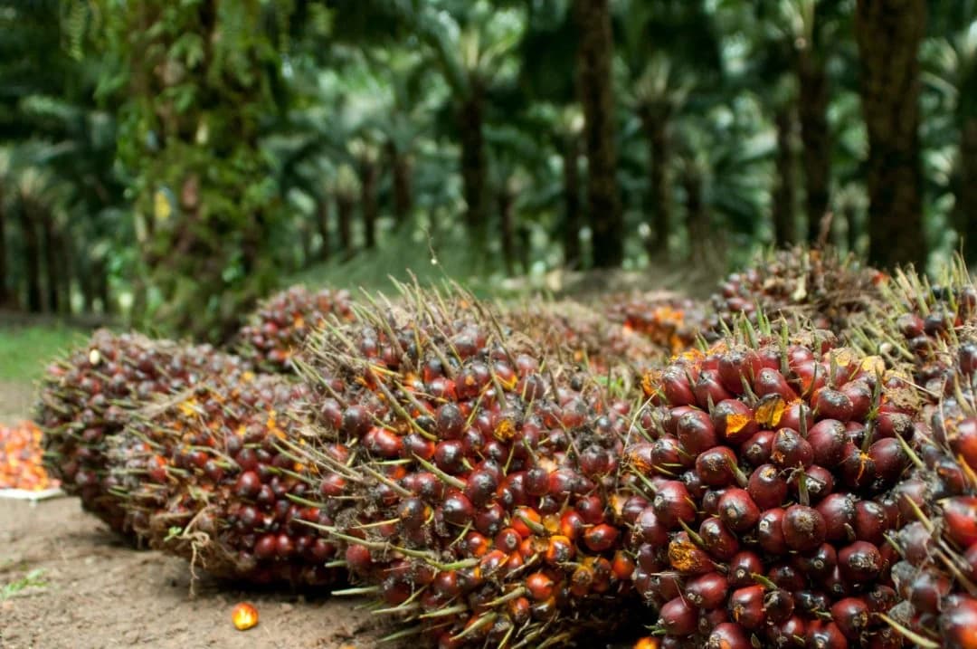 AIN GALLERY SDN BHD plantation activities in Malaysia, view 3